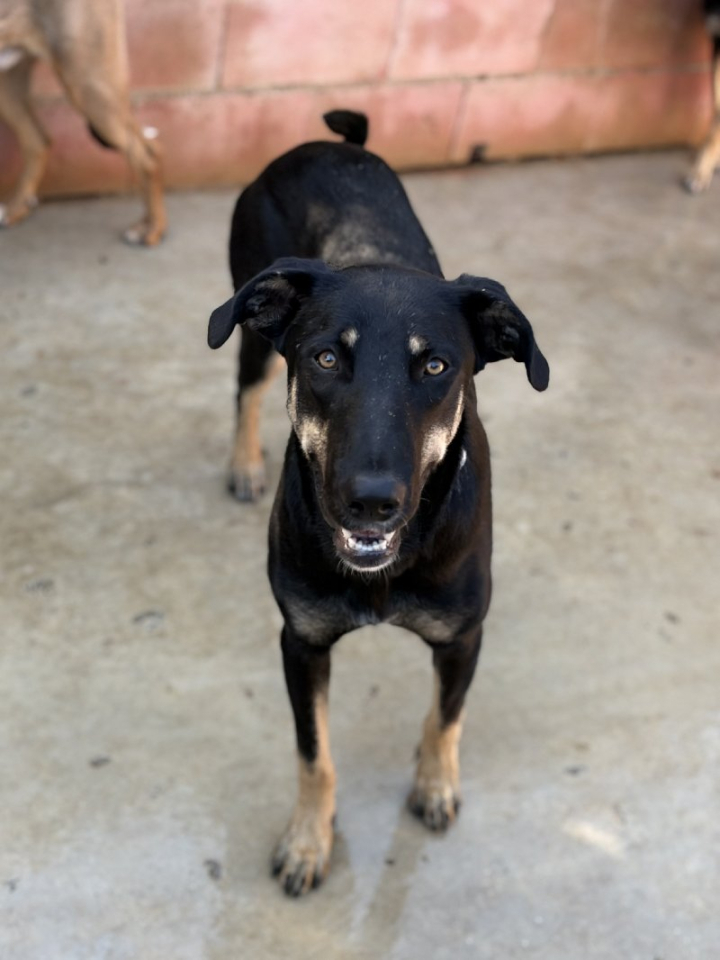 261433